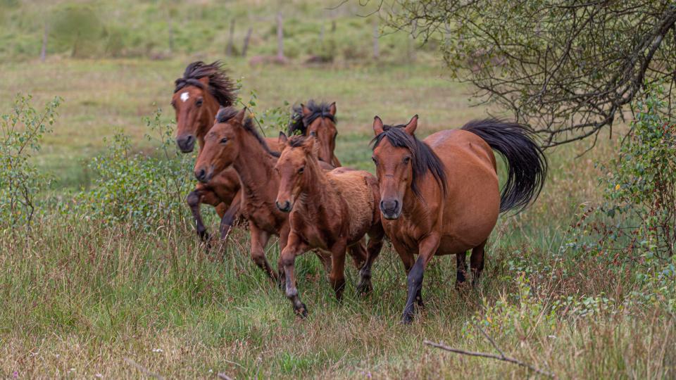Hortobagy National Park is the most visited attraction near Debrecen and visitors have described it as a European Wild West