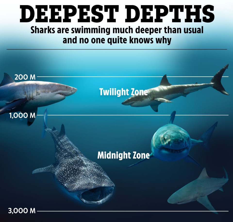 Researchers have been baffled by why great white sharks are diving so much deeper than usual