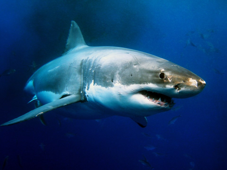 The sharks are reaching depths far greater than what they feed at
