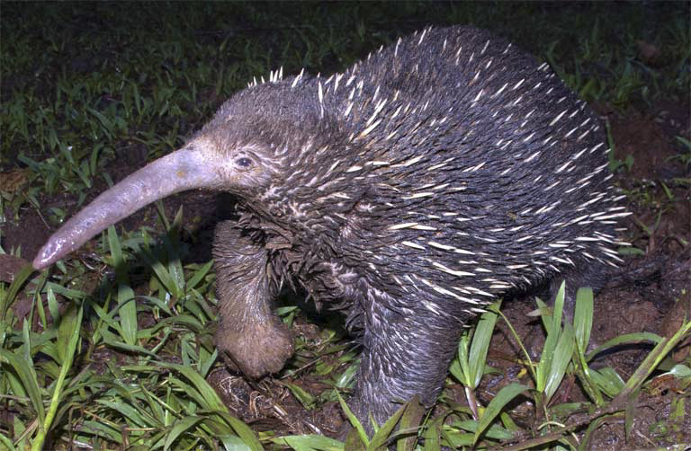 There are different types of echidna's, some are more common, here is one of them pictured in the light