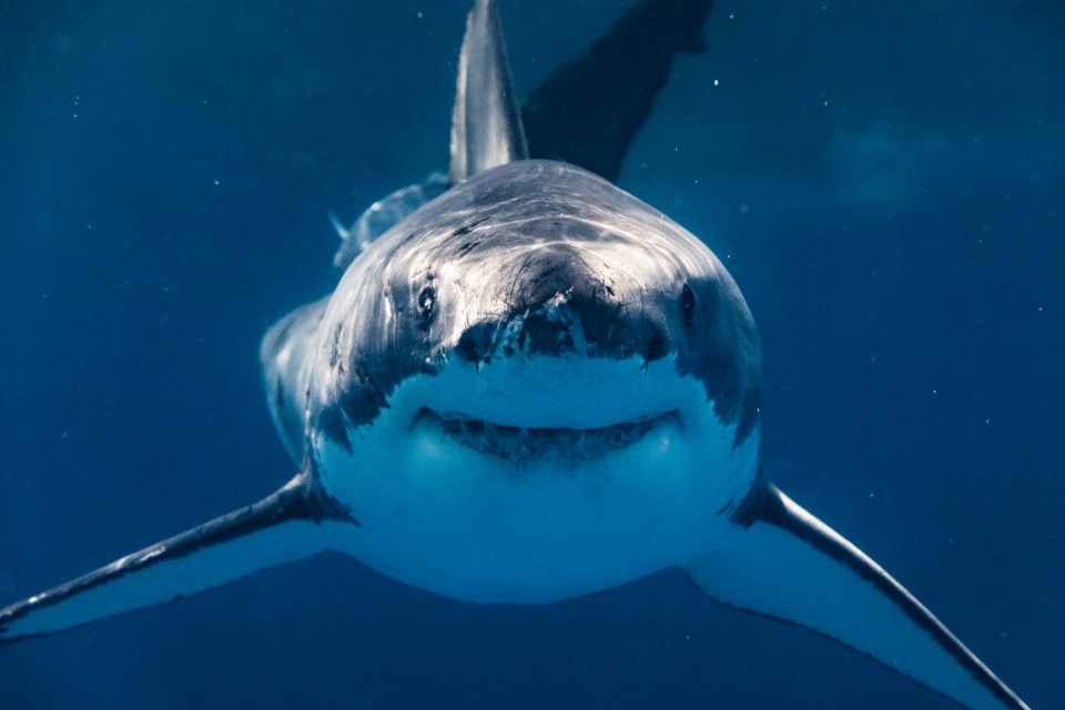 A study done that tracked 334 different ocean predators showed the fish were frequently delving into the twilight zone and midnight zone