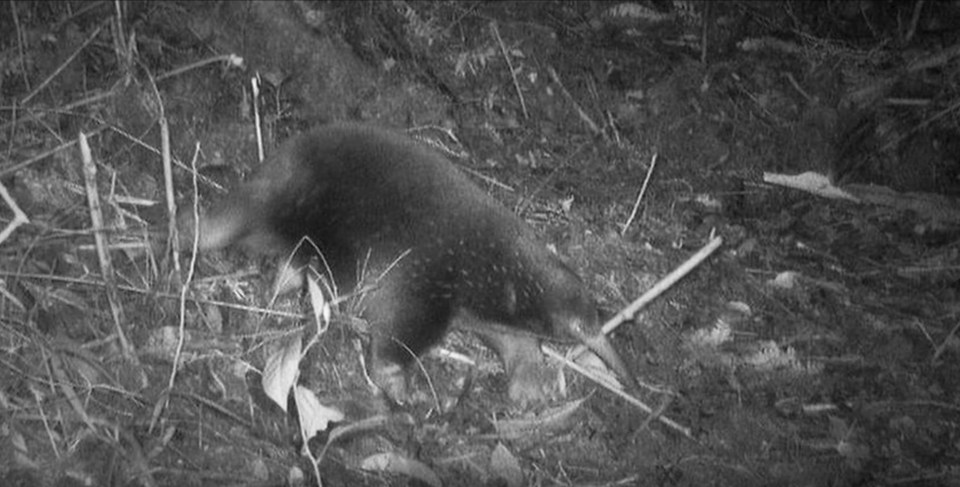 Ground-breaking footage of a long-beaked echidna has been revealed