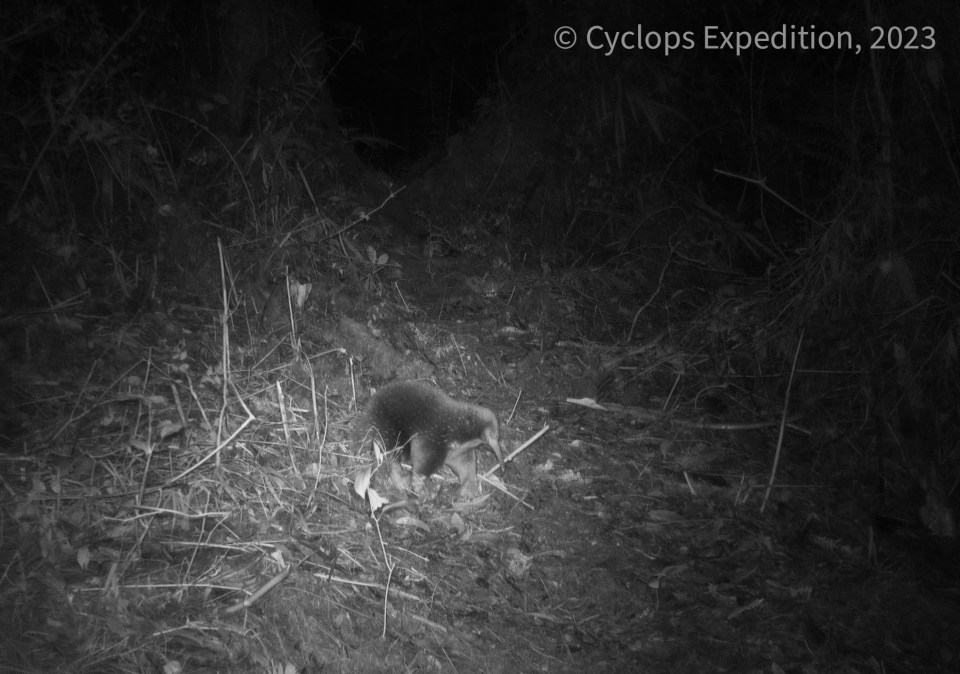 It was previously thought that this particular species caught on camera- the Zaglossus attenboroughi - was extinct