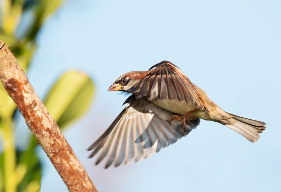 2D9BKWC House Sparrow, Passer domesticus, in a Bedfordshire Garden, Autumn 2020, UK/