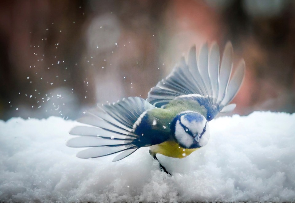An Eurasian blue tit is seen in the snow in downtown Sofia, Tuesday, Jan. 9, 2024. A yellow alert for low temperatures nationwide and strong north-northeasterly wind in the east of the country was issued by the meteorological service. (AP Photo/Valentina Petrova)