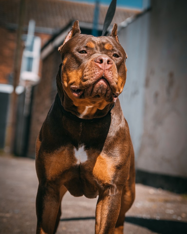 A beautiful dark brown XL Bully dog with the leash and cut made ears with blurred background