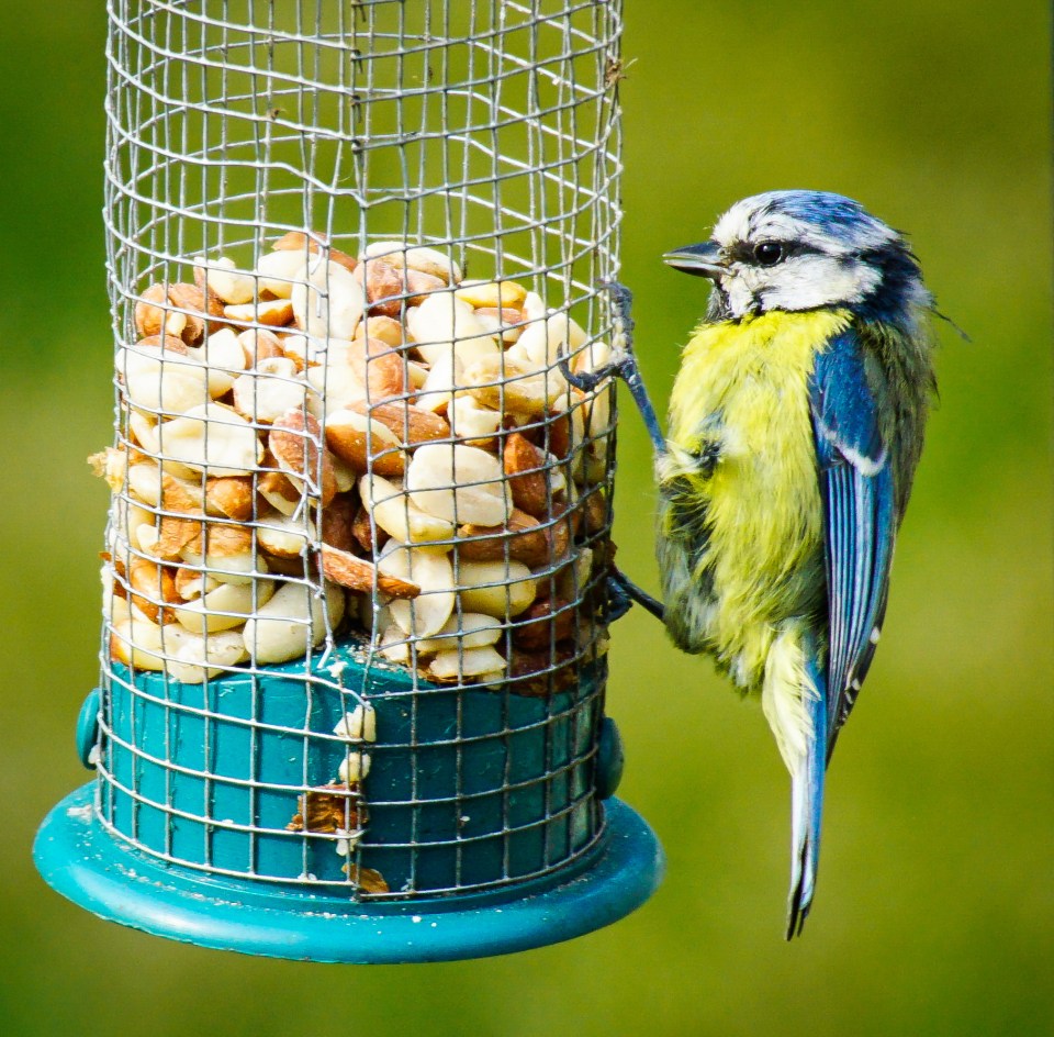 Young Blue Tit Bird on garden bird feeder