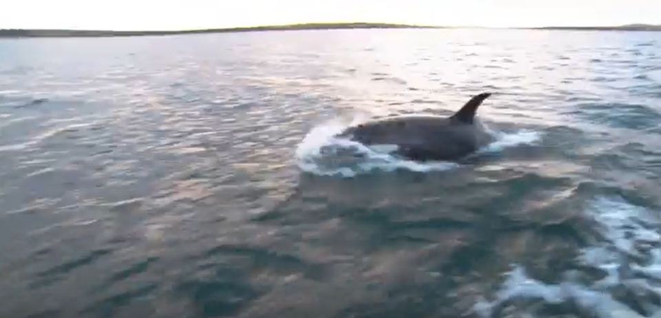 They got up close and even raced alongside the boat