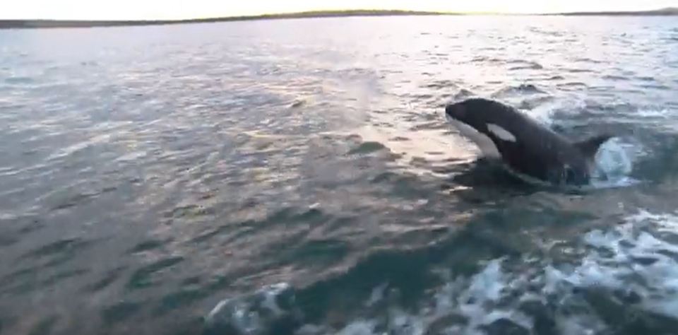 Winterwatch viewers were left emotional after seeing the footage