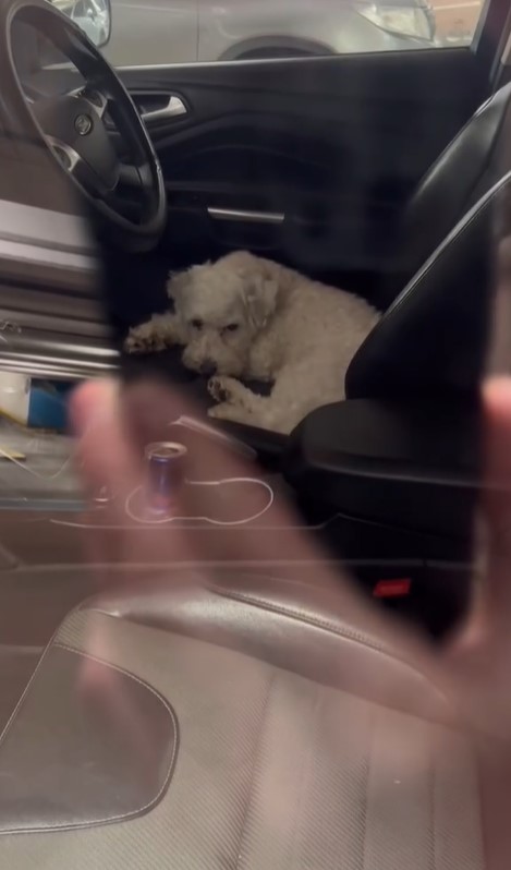 One of the poor dogs was distressed in the front seat