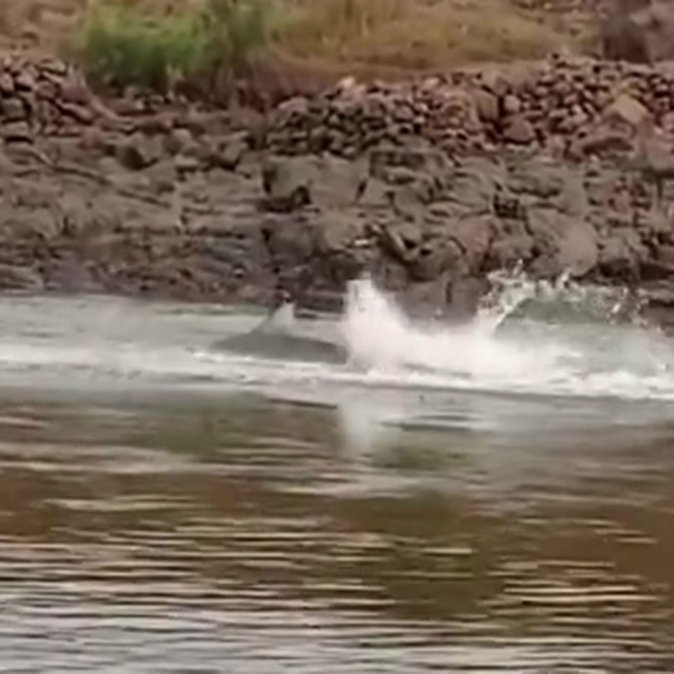 The shark was seen thrashing in water after it attacked a local man
