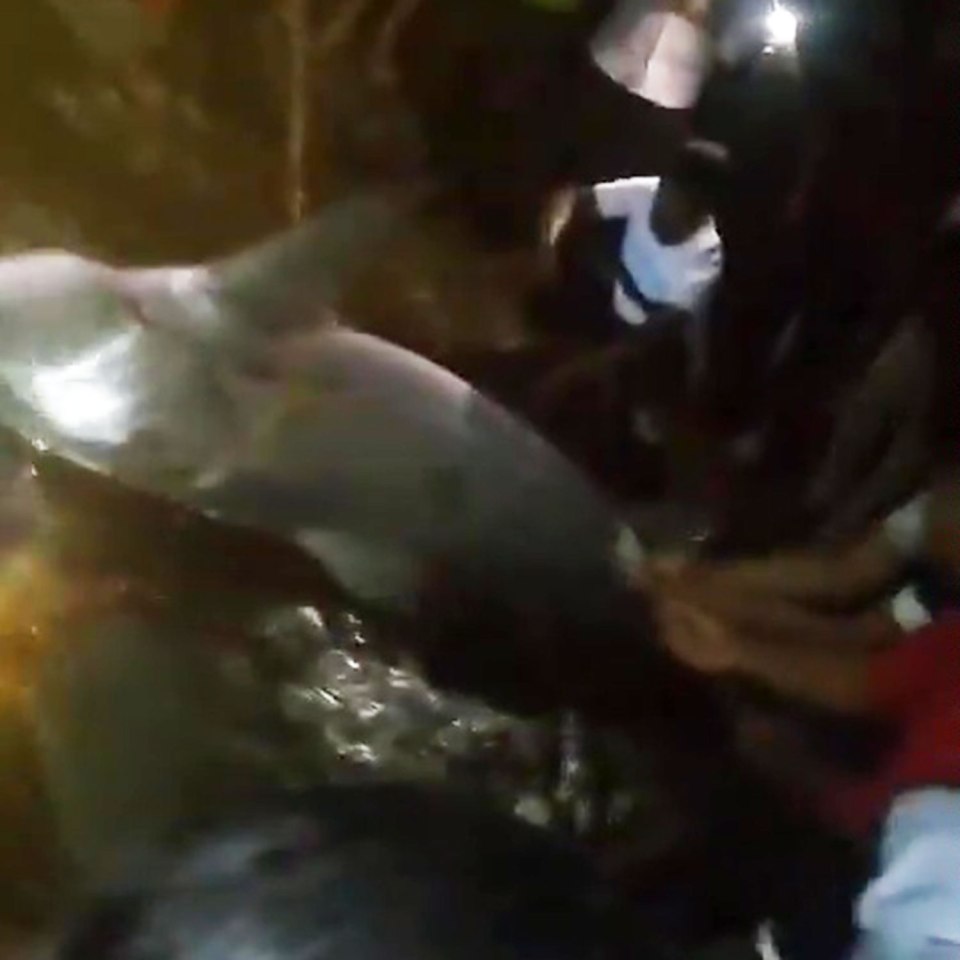 Authorities seized the dead shark for further investigation