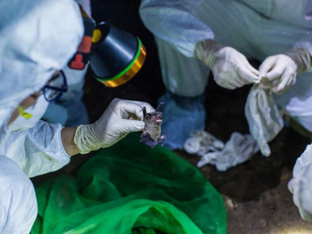 US scientists studied bat coronaviruses with the Wuhan lab for years