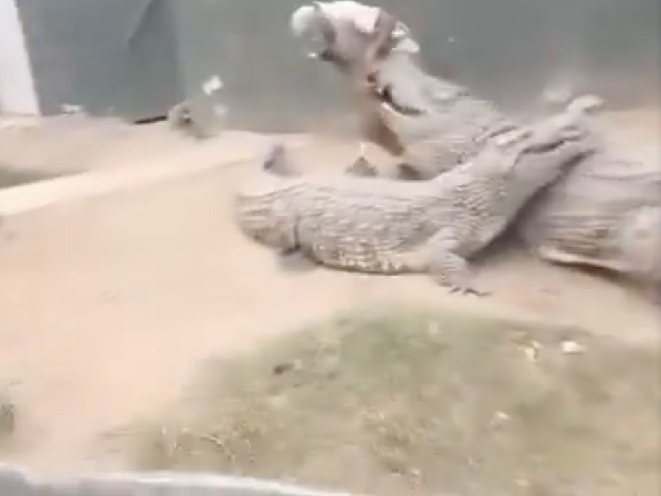 The crocodile eventually released its grip on the man, allowing him to stand up