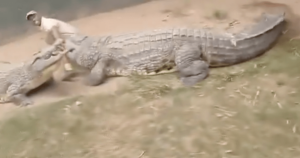 Panic then set in when the man was dragged away and a second croc came to join the attack