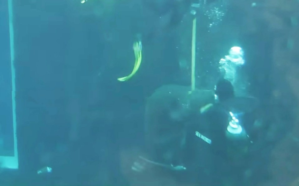 The man and the shark were caught in a violent tussle