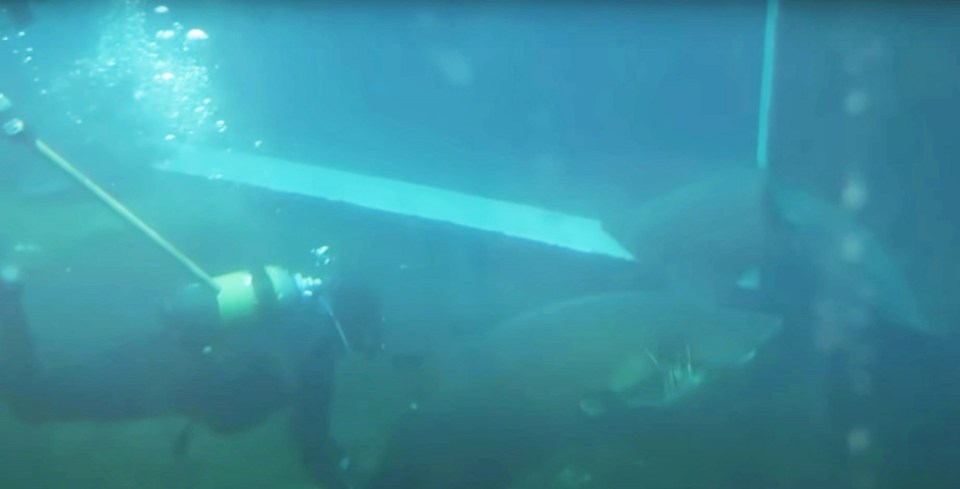 The moment before the attack as the diver swims up to the predator