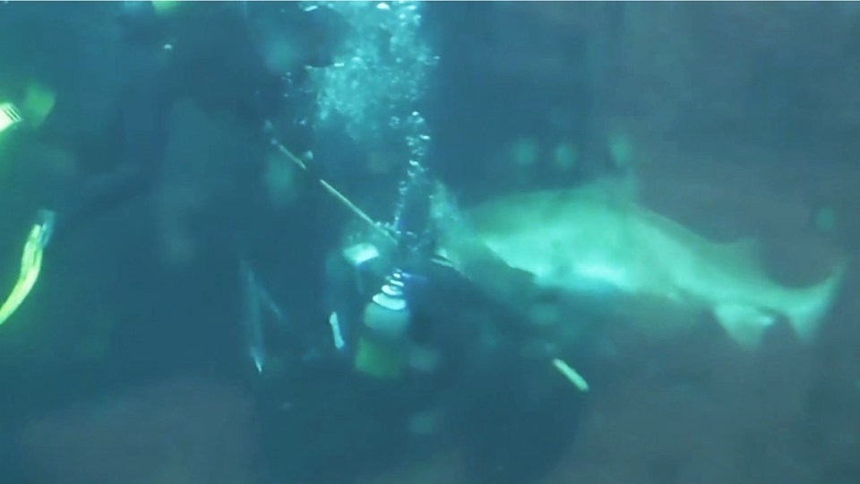 The beast sinks it teeth into the diver and thrashes his body around like a rag doll