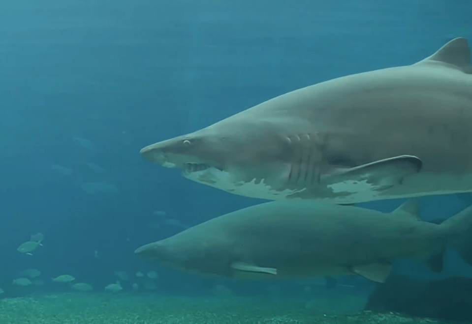 The pregnant sand tiger shark is filmed in its tank just before the attack