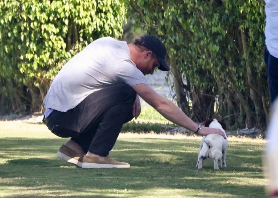 Prince Harry takes a break from filming scenes for his new Netflix show to pet a puppy
