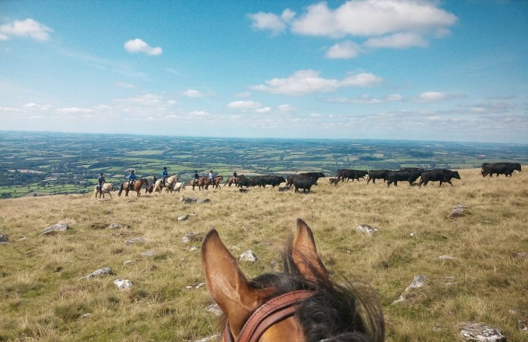 Cattle drive in Devon, , http://www.dartmoorridingholidays.co.uk/contact-riding-holidays/