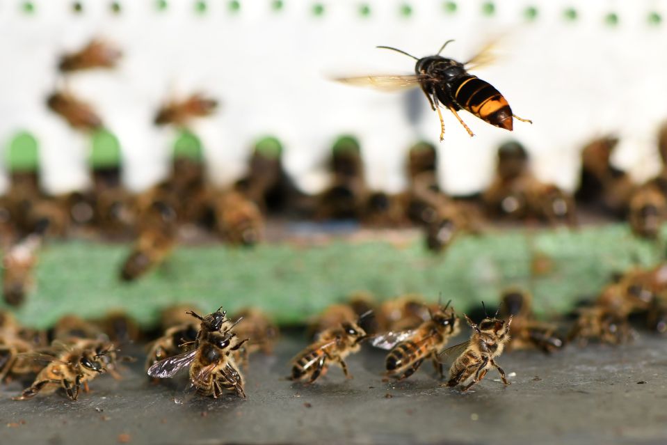 a hornet is flying over a group of bees
