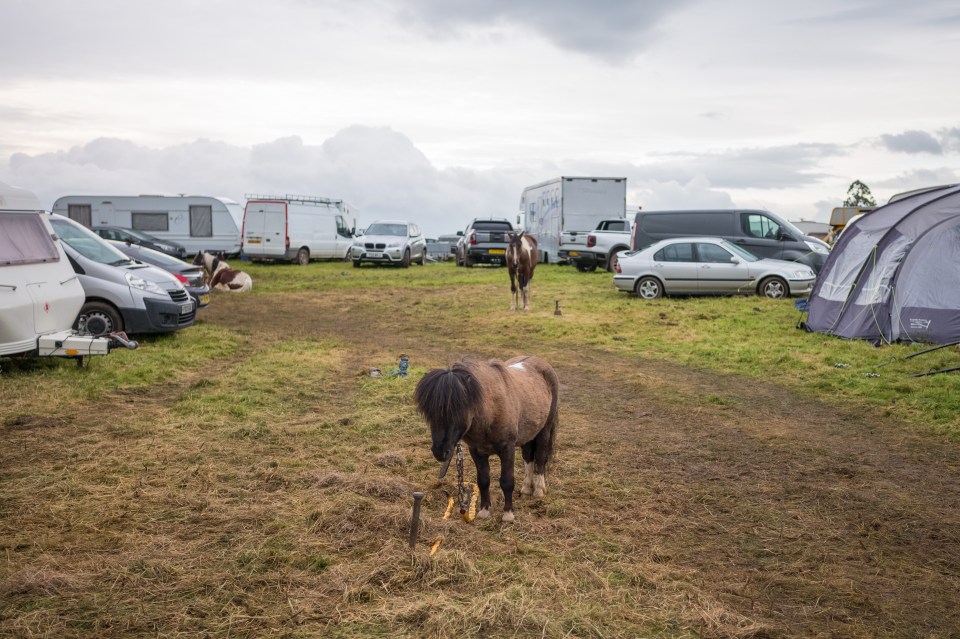 A foal is tethered on the camping field on Saturday