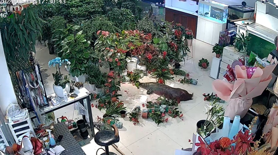 It then flung itself onto the floor of the aquarium