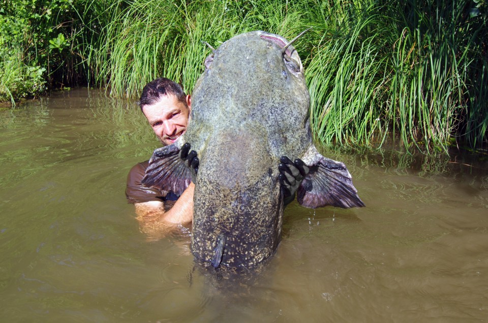 The beast is so big that locals initially thought it was a shark (stock image)