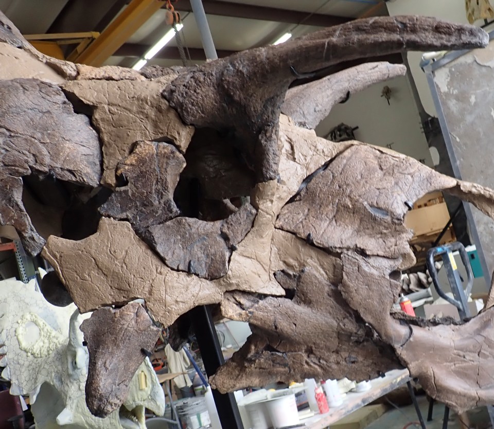 a large dinosaur skull is sitting on a table