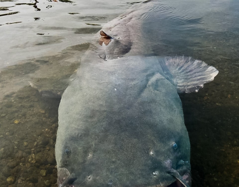 One person caught the beast on camera, but it was too big to fit in the frame
