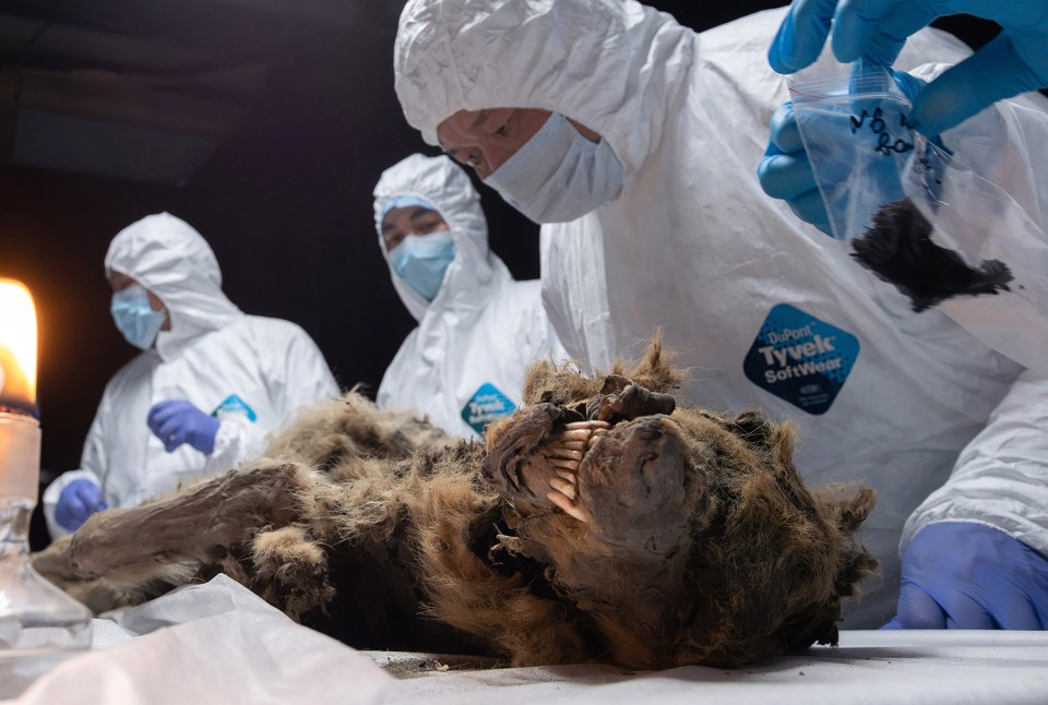 The Ice Age beast still has all of its teeth intact