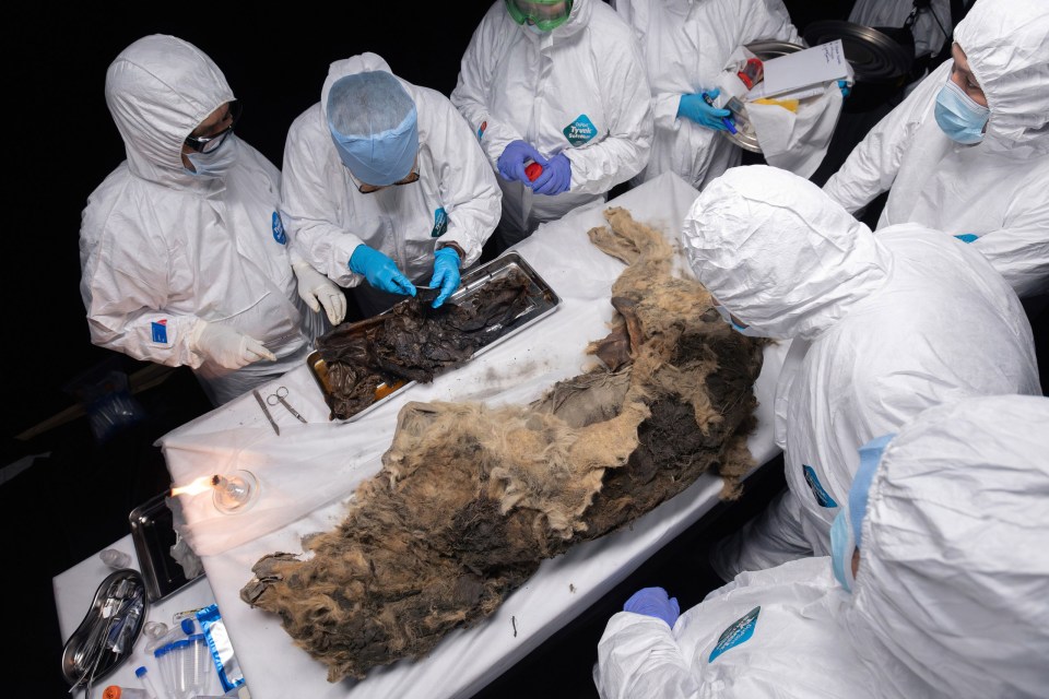 The Ice Age beast has been perfectly preserved