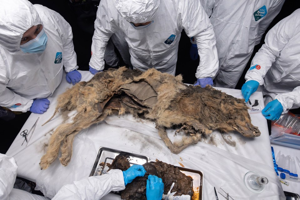 Russian scientists are working with the ancient wolf at the lab