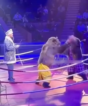 Bears have even been made to have boxing matches at sick events