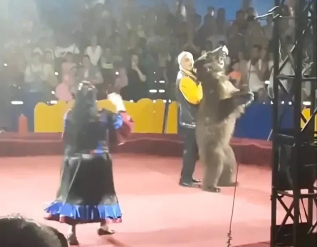 Bears are kept on tight leashes and forced to stand on their hind legs