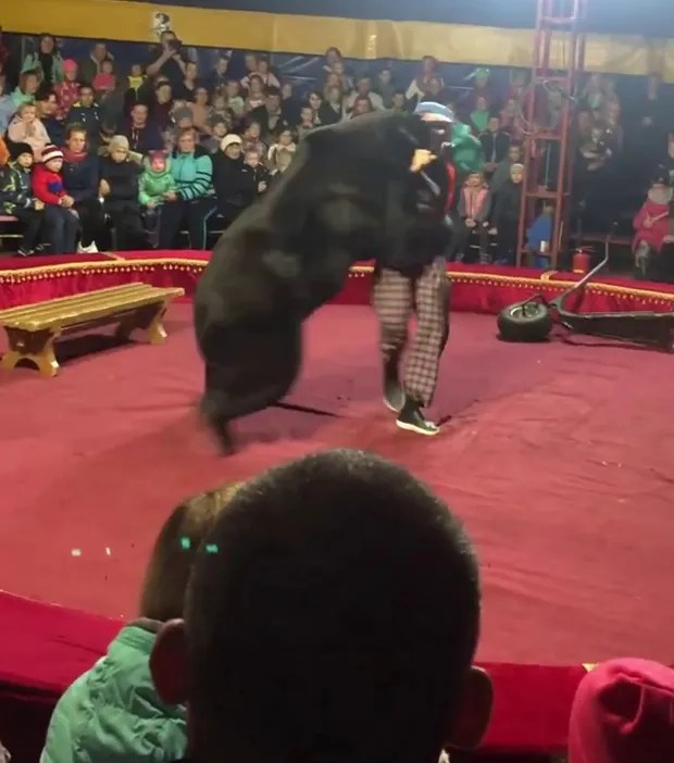 The horrifying moment a giant circus bear snaps and attacks its trainer in Russia