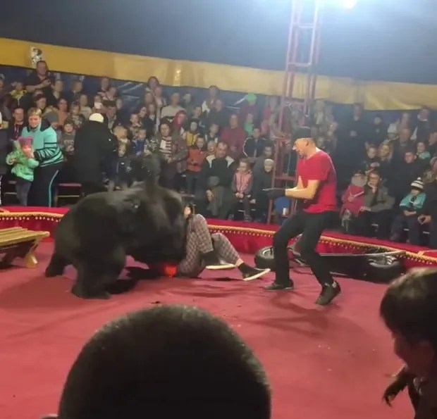 Trainers have been left ripped to shreds by bears at circuses over the years