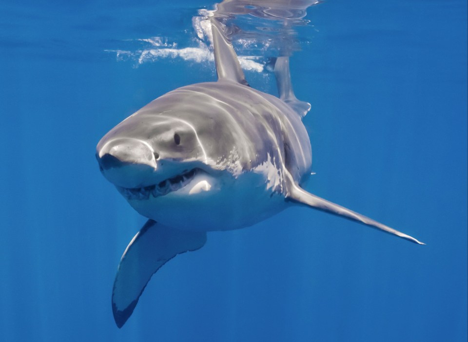a great white shark is swimming in the ocean