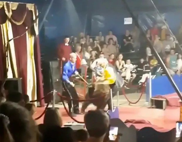Bears are strong, powerful animals so when they snap their trainers and the audience could be in danger