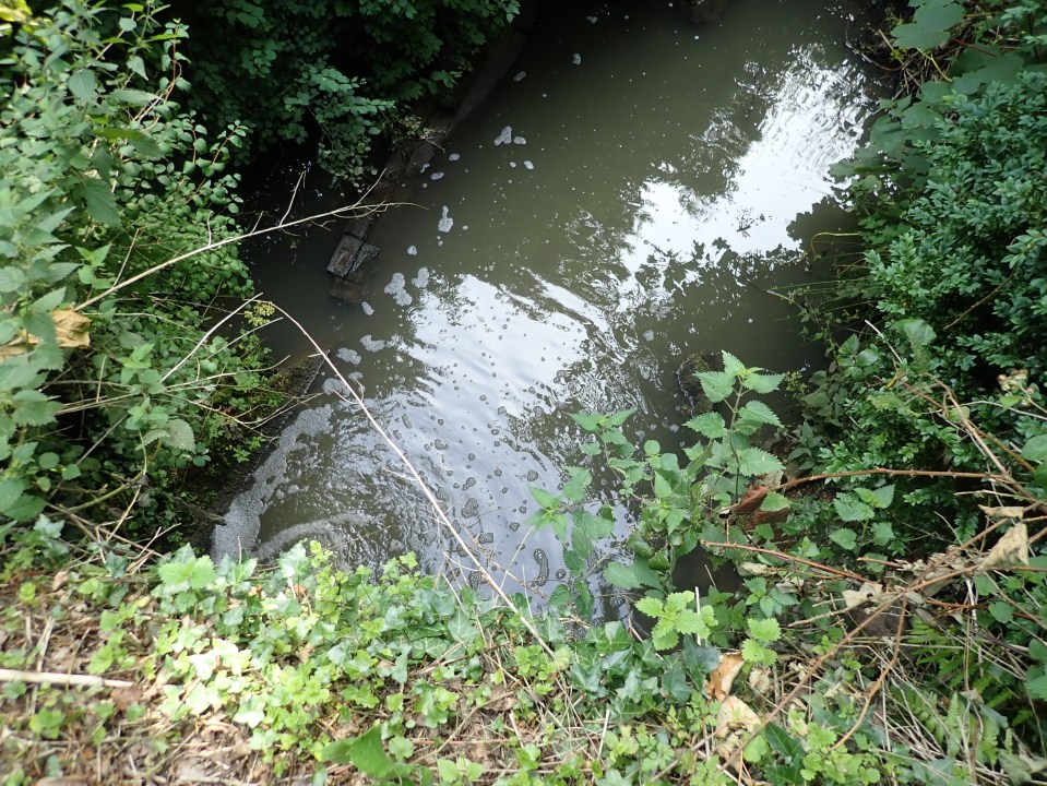 Cloudy water in a stream with bubbles, surrounded by vegetation.