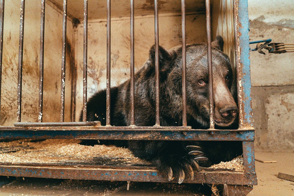 The travelling bears are often kept in small cages as they go around villages waiting to perform