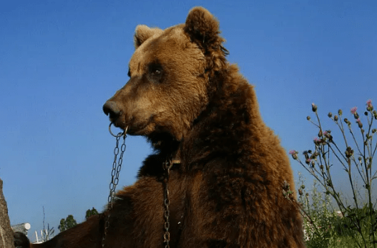 Bears are often chained up to be controlled