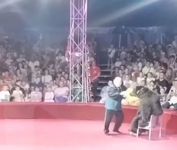 Bears are often made to do dangerous and unhealthy stunts such as riding a bike, balancing on a beam or sitting in a chair