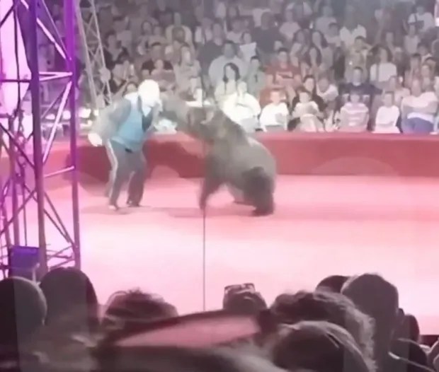 Another circus show in Russia saw a bear swipe at its trainer before bundling him to the ground