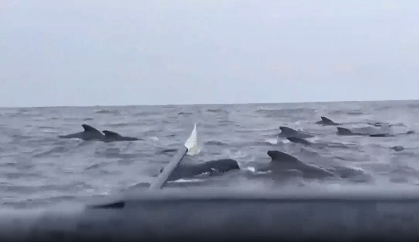 a group of dolphins are swimming in the ocean near a boat
