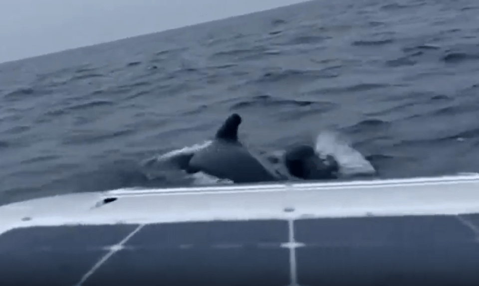 a dolphin is swimming in the ocean next to a boat .