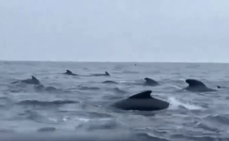 a group of dolphins are swimming in the ocean .