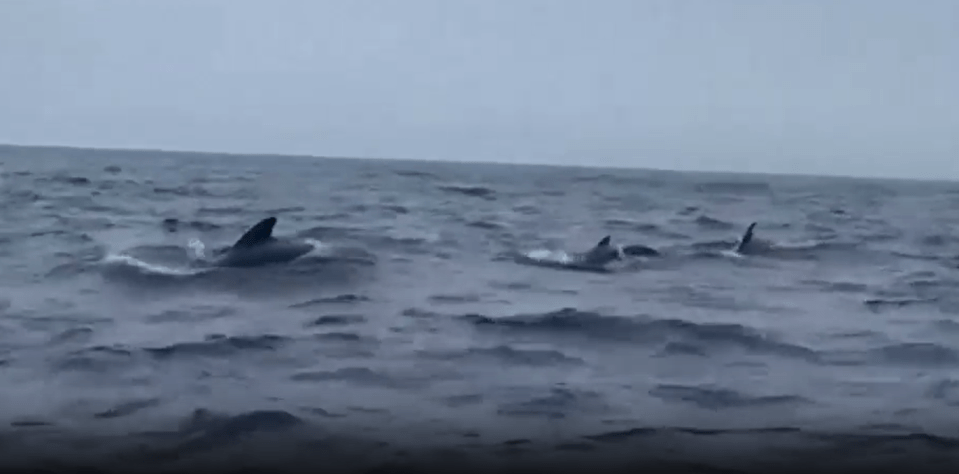 a group of dolphins are swimming in the ocean .