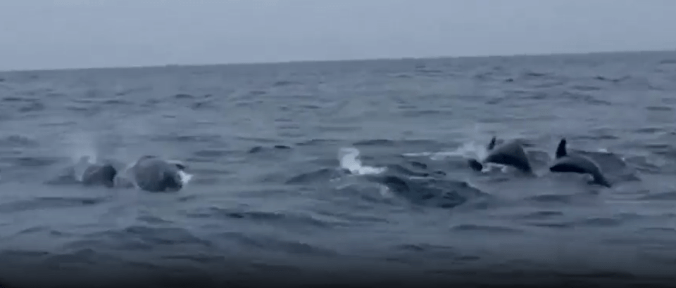 a group of dolphins are swimming in the ocean .